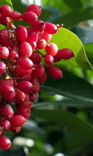 夏日的红果子