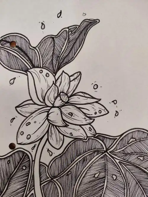清凉一夏简单又出效果的荷花线描画