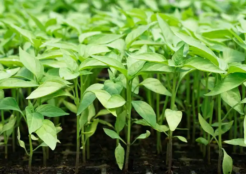 辣椒幼苗生长缓慢的原因和注意事项