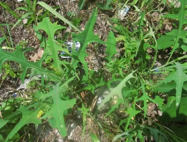 田间有一种杂草叫苦菜,味道如脚臭,对急慢性盆腔炎有一定疗效!