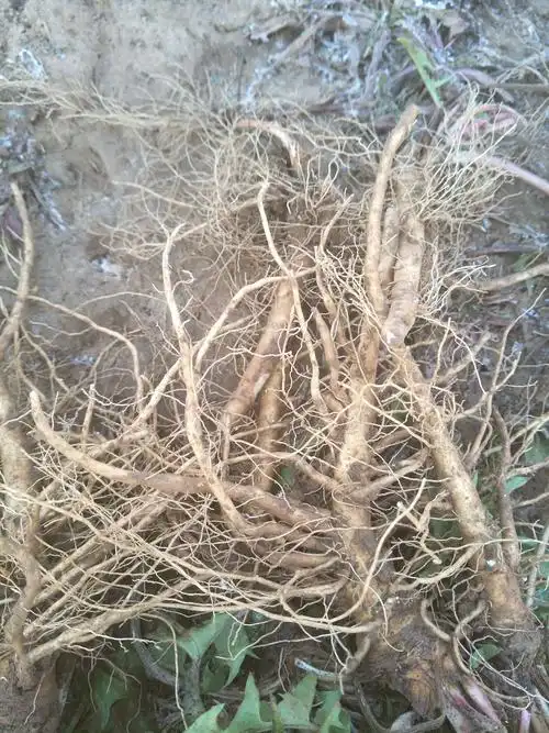 [蒲公英批发] 蒲公英根价格2.8元/斤 - 惠农网