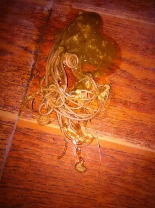 你好我家狗狗44天,小金毛,昨天晚上拉了虫子,今天早上也拉了,这是