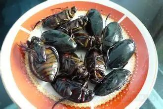 龙虱价格养殖骗局曝光利润100% 3万元差点被忽悠了