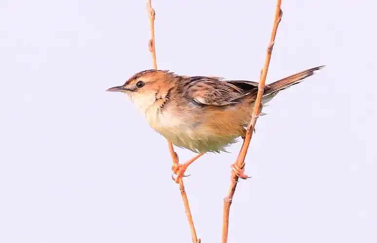 在亦庄湿地一个小鸟掉水里了,扑棱飞到了树上,气急败坏的骂大街
