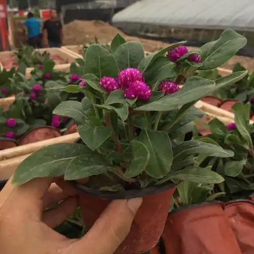 批发千日红千日红培育基地千日红小苗