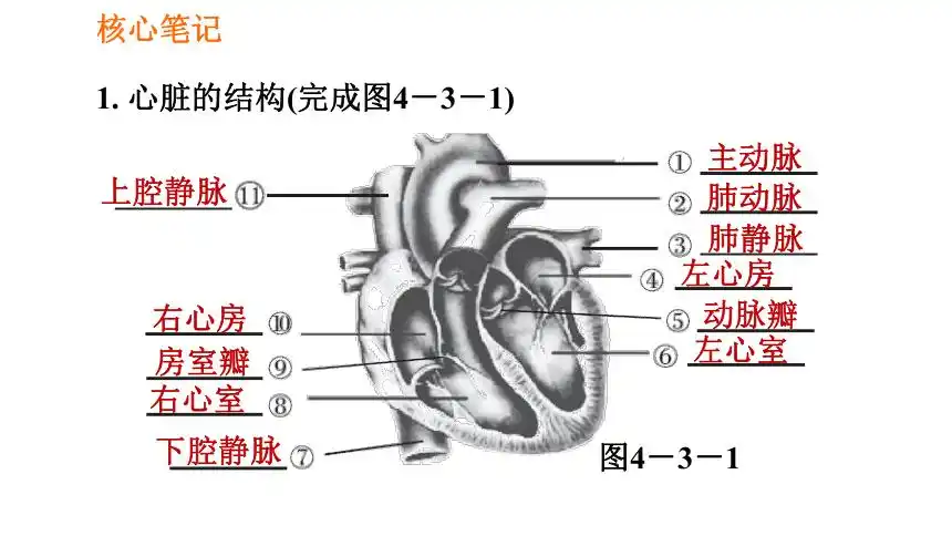 2021年春人教版七年级下册生物4431心脏的结构和功能课件共25张ppt