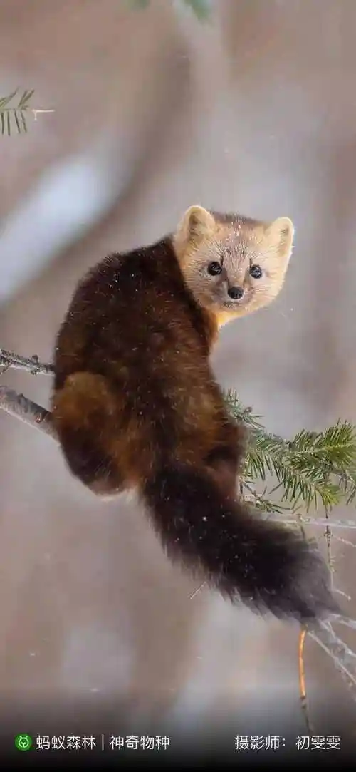 紫貂紫貂大衣为什么名贵