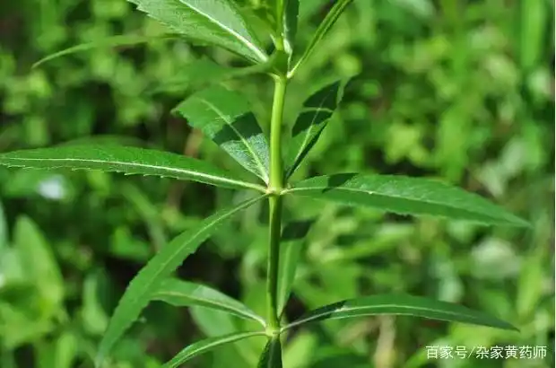 轮叶沙参叶子细节放大外观