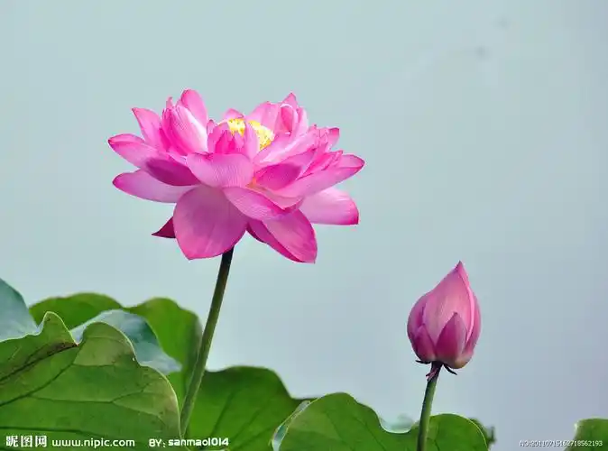 荷花莲花图片大全大图