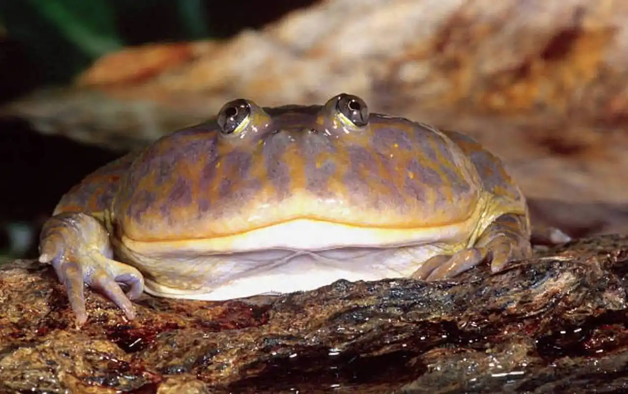 认识一种动物——小丑蛙 小丑蛙别名猫眼珍珠蛙,是蛙形目,薄趾蟾科