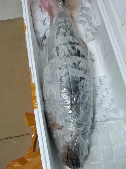 终于体验了一回金枪鱼放题