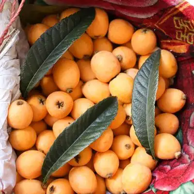 精品中果 四川攀枝花米易枇杷 新鲜枇杷水果五星琵琶果2斤礼盒装