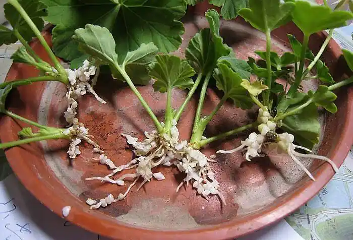 种花十年有余,分享几种天竺葵扦插繁殖方法,各位一学就会__凤凰网