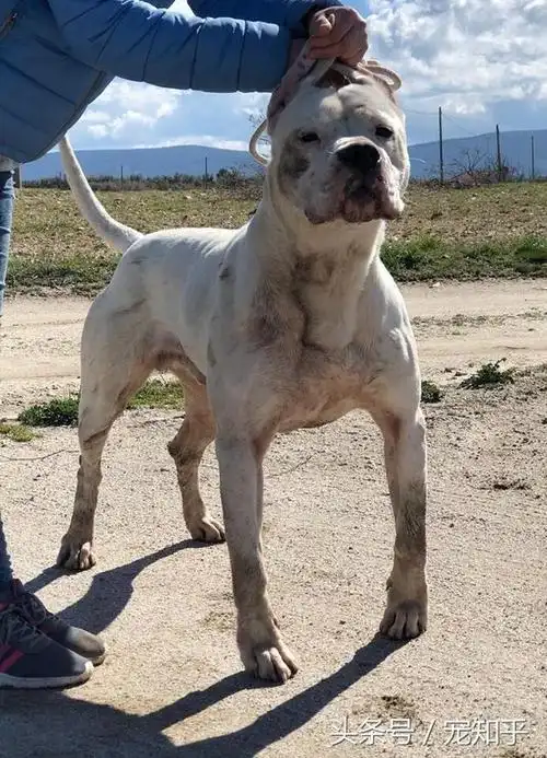 杜高该当如此,方能彰显霸气杀气锋芒毕露,狩猎舍我其谁眼神中透露着