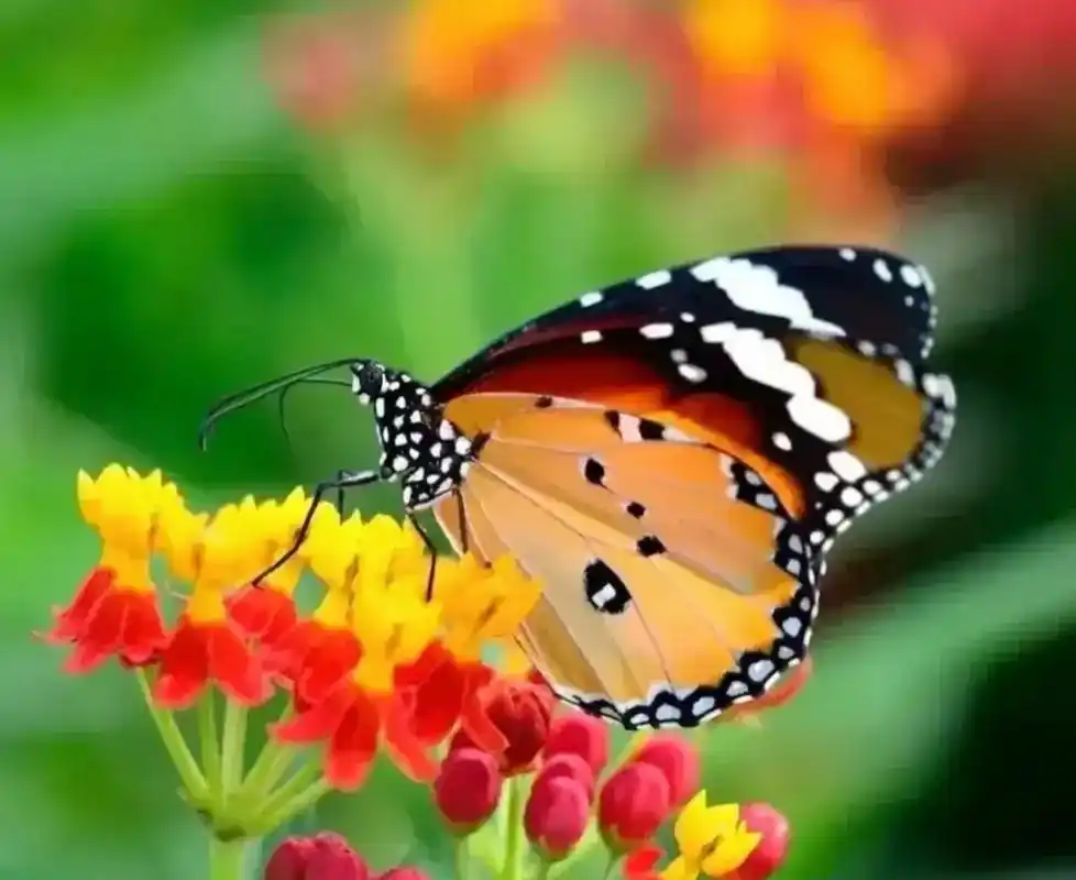 小粉蝶的每一次振翅,都是对自由和美好生活的追求,粉蝶的轻盈与绚烂