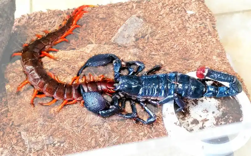 残忍慎入越南巨人蜈蚣vs帝王蝎蜈蚣蝎子overlord骨王金木研赫者