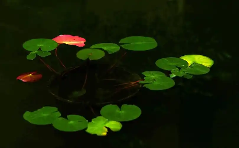 一池浮萍小金鱼(西宁)