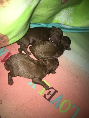 刚出生的泰迪怎么养啊?