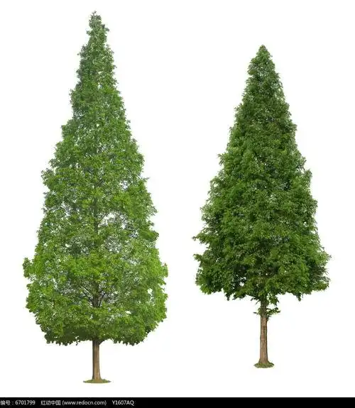 水杉立面素材图片