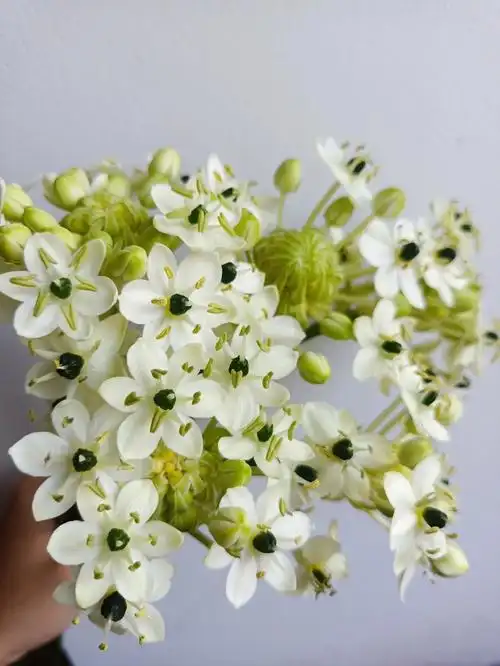 618买的618五支伯利恒之星