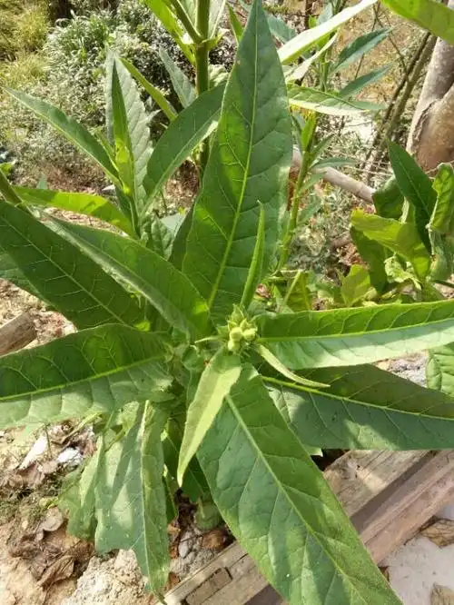 可用于胃痛,腹痛,痛风,皮炎湿疹的草药―野烟叶