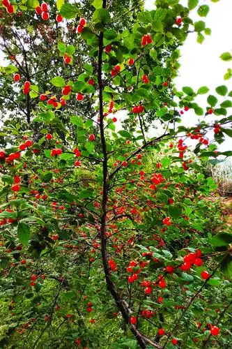 山林野果毛樱桃