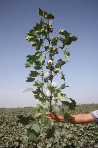 病虫害防治:该品系抗病性强,枯黄萎病一般偏重的地块不会