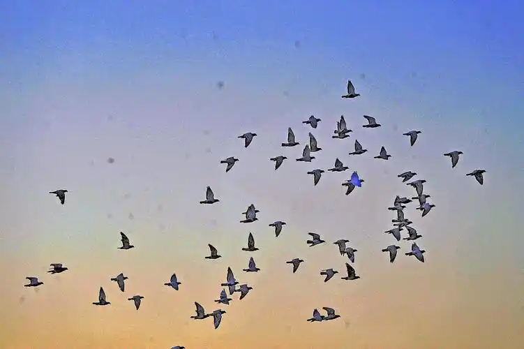 群鸽 br /> 早晨侧光跟踪对焦拍摄天空中飞翔的一群鸽子.