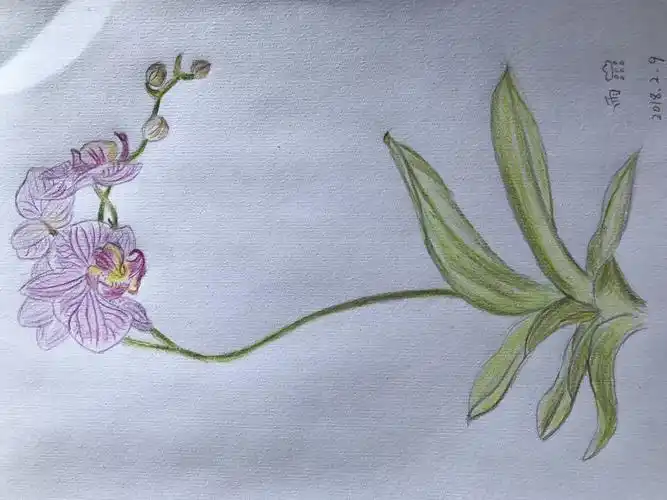 21天充电行动第12天--送你一支蝴蝶兰,幸福向你飞来