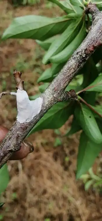 老师您好麻烦可以帮我看看李子树的这个是什么病吗万分感激