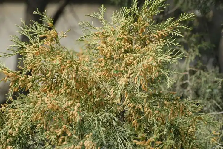 ">颈卵器植物 /a>,又是 a target="_blank" href="/item/种子植