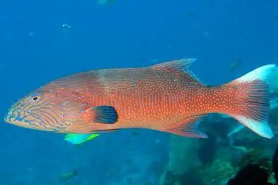 世界最贵的观赏鱼前十名血红龙上榜第一卖到2000万3