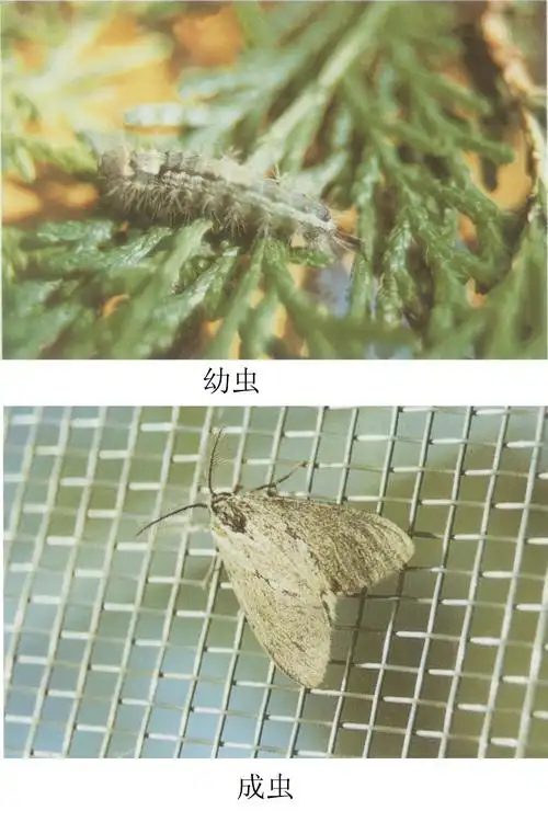 落叶松毛虫