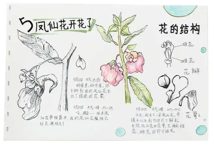 20_凤仙花_一生_大赛