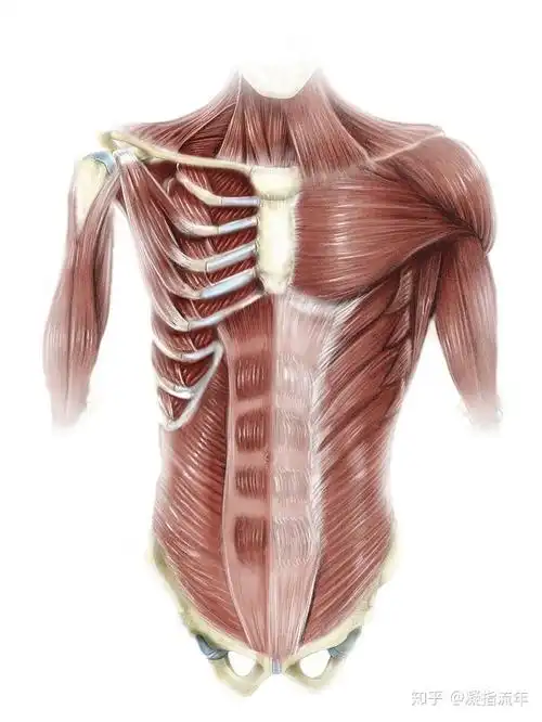 坚持学画人体结构之肌肉部分躯干肌
