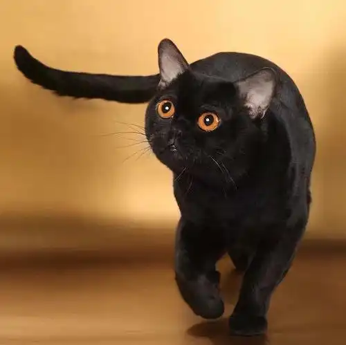 每日一猫 孟买猫