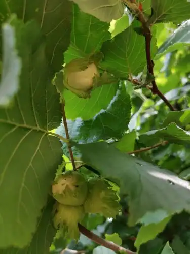 封面为甘生榛子果:单粒直径1.6~2.3厘米平欧毛榛优质果.