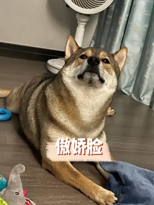 胡麻柴犬的高冷表情