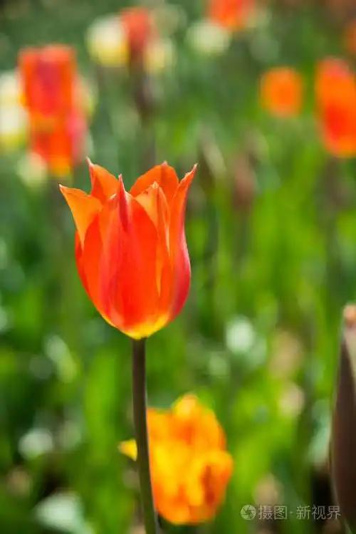 春季盛开的单瓣郁金香花