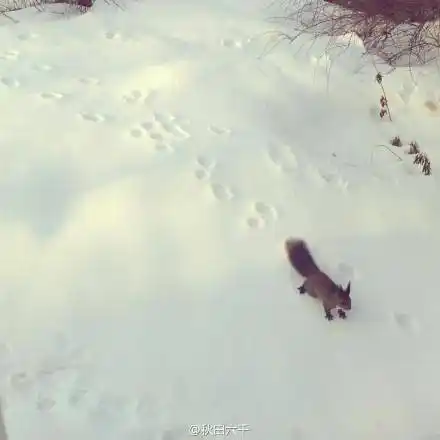 狸猫的脚印,还有自家猫咪的脚印,最后当然还有小松鼠(*°°)松鼠桑