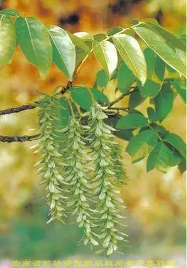 毛叶黄杞_百度百科