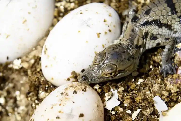 6月25日,在瑞士洛桑,一只小鳄鱼从蛋壳中探出头来.