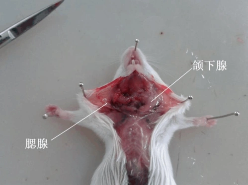 小鼠解剖实验报告