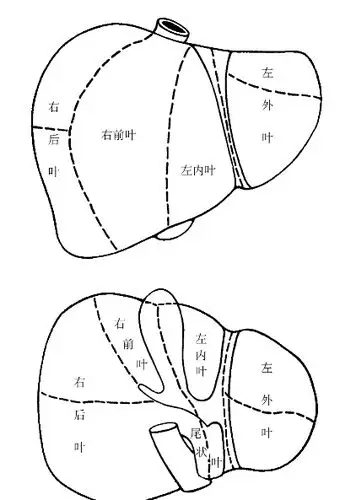 肝脏的分叶与分段