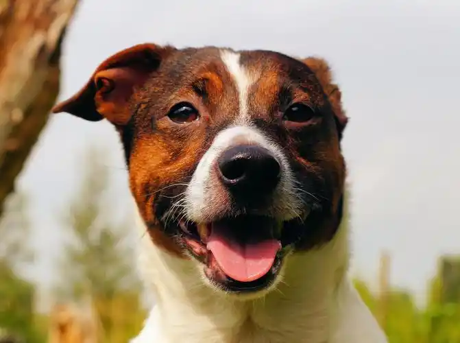 狗,男性,肖像,宠物,头,脸上,关闭
