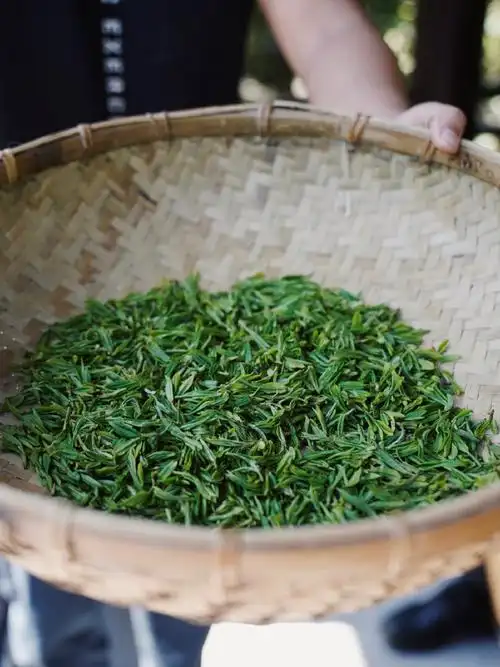 #微博非遗合伙人##春茶正当时#