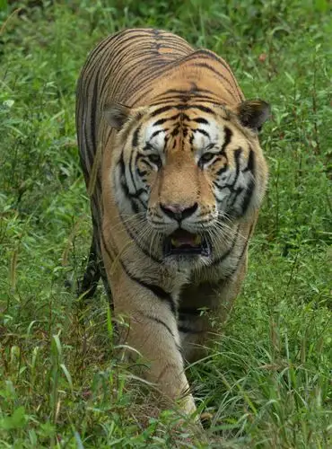 山林之王捕食图