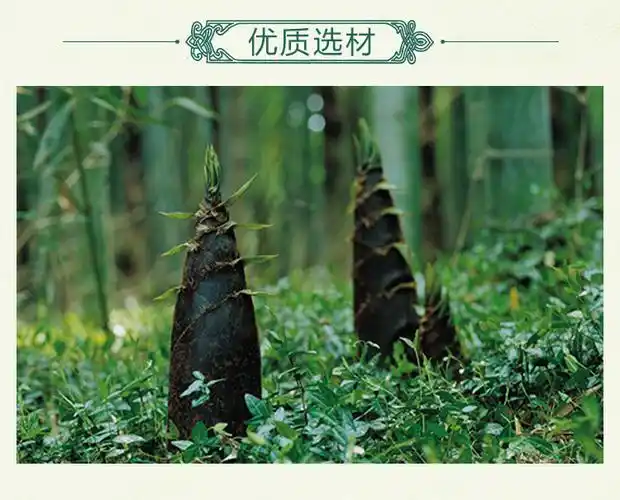 大量批发 竹笋土特产方竹笋南川金佛山竹笋 无色素无异味竹笋