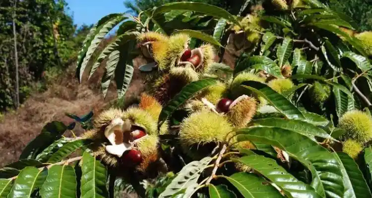 板栗树几年结果