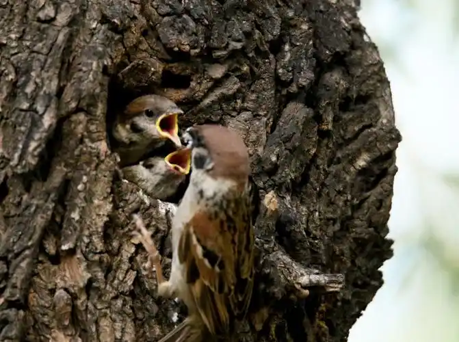 鸟事篇(十三)麻雀育雏